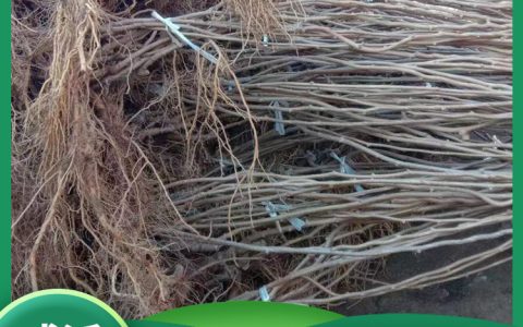 东北圆枣子苗 1年地径0.5cm 魁绿品种 露地食用果苗