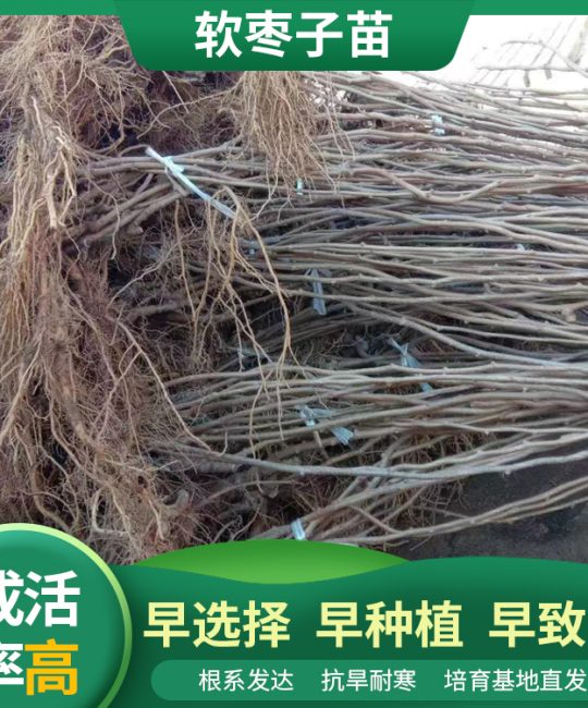 东北圆枣子苗 1年地径0.5cm 魁绿品种 露地食用果苗