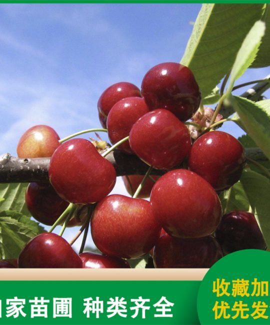 黑珍珠樱桃苗种植指南：肉硬皮薄口感好，南北方高产优质苗木推荐