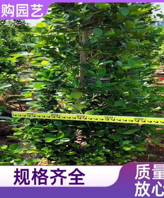 常绿行道树火山榕 2.5m精品龙枝型景观树