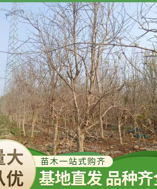 突尼斯软籽石榴树苗：诚品苗圃扦插苗，南北方露地栽培优选