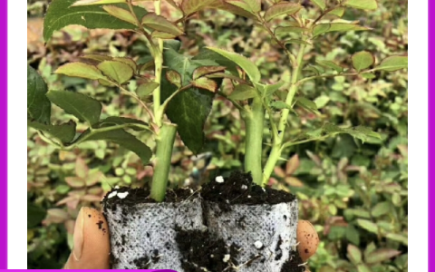 食用玫瑰苗 1.6地径常绿性多次开花香气浓郁，诚品苗圃园林绿化种植首选