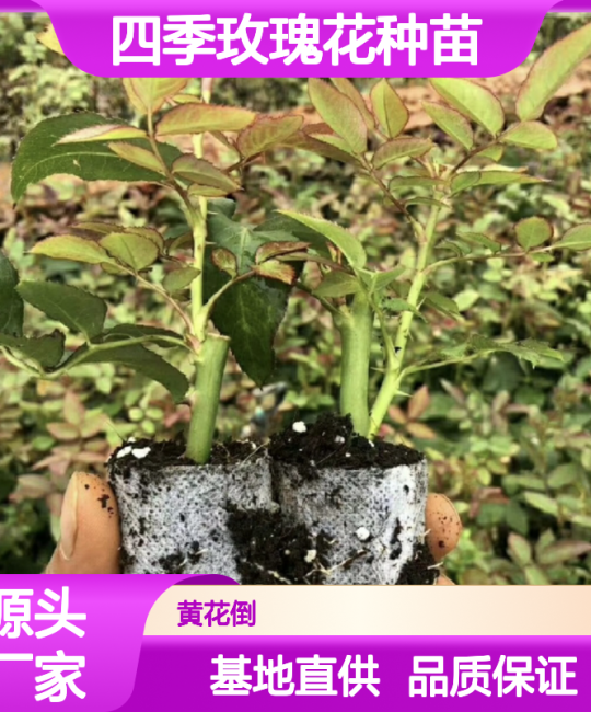 食用玫瑰苗 1.6地径常绿性多次开花香气浓郁，诚品苗圃园林绿化种植首选