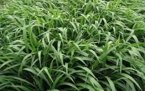 诚品苗圃宽叶草种子：护坡绿化耐旱耐践踏的高效种植方案