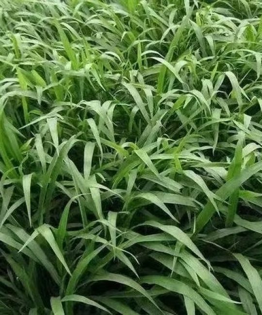 诚品苗圃宽叶草种子：护坡绿化耐旱耐践踏的高效种植方案