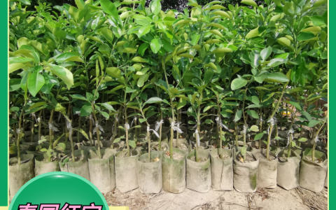 泰国红宝石青柚苗种植指南：诚品苗圃优质苗木参数与露地栽培全攻略