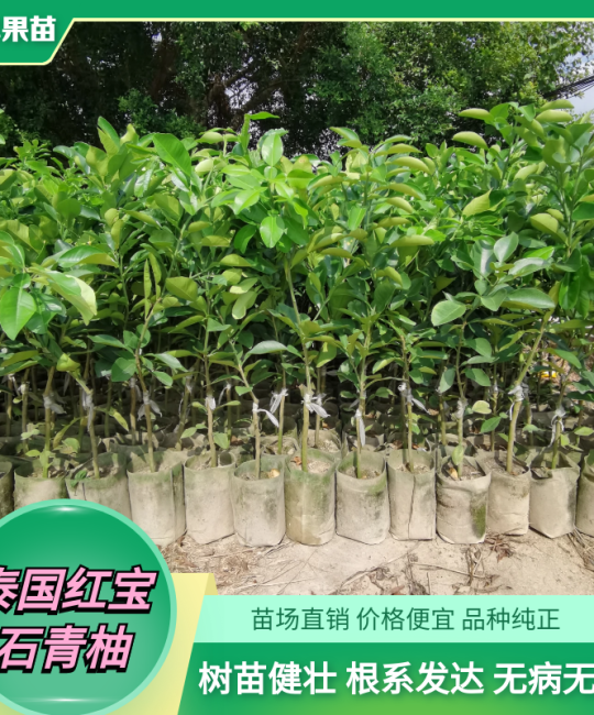 泰国红宝石青柚苗种植指南：诚品苗圃优质苗木参数与露地栽培全攻略