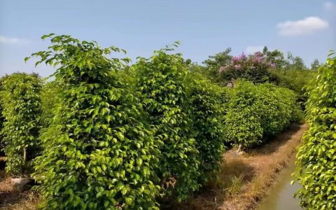 诚品苗圃垂叶榕：3米高常绿观叶植物，工程绿化与行道树首选