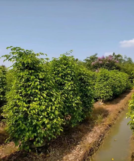 诚品苗圃垂叶榕：3米高常绿观叶植物，工程绿化与行道树首选