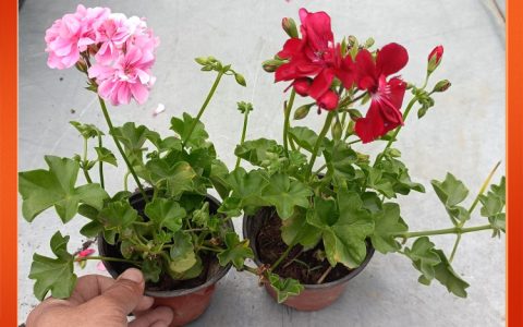 垂吊天竺葵：花期6月的喜阳耐寒观花植物