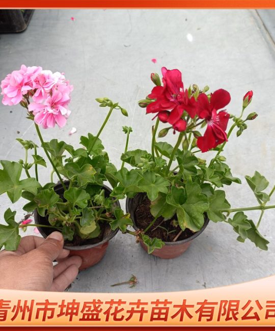 垂吊天竺葵：花期6月的喜阳耐寒观花植物