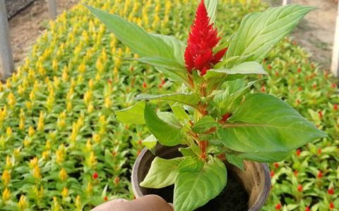 城市园林绿化用鸡冠花：重瓣品种养护与种植指南