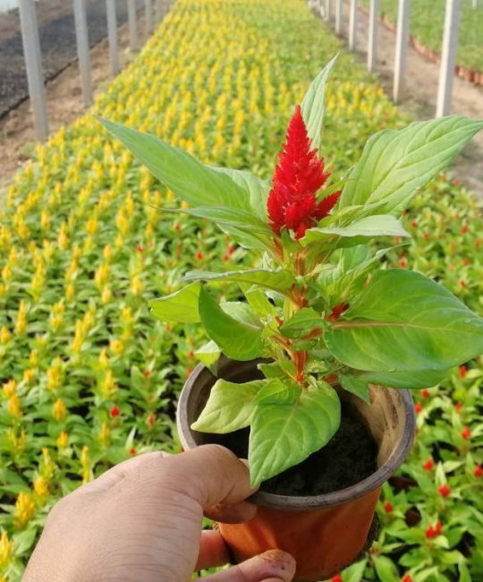 城市园林绿化用鸡冠花：重瓣品种养护与种植指南