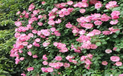 蔷薇苗 30cm株高5年苗 粉花绿篱工程用苗，诚品苗圃供应
