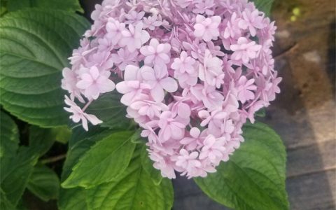 无尽夏绣球 3cm地径重瓣粉花灌木，公园花镜首选
