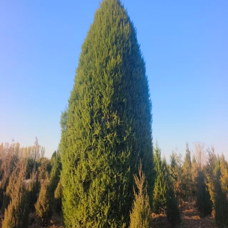 基地供应望都塔桧树：2.3米地径常绿景观树，园林绿化首选
