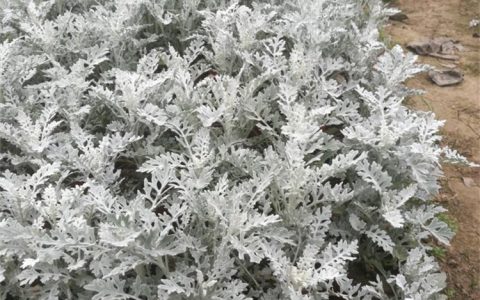 银叶菊基地直供小苗 花坛镶边植物材料 观叶银白色 耐寒耐旱