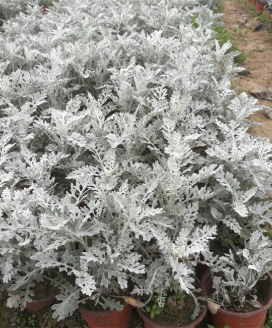 银叶菊基地直供小苗 花坛镶边植物材料 观叶银白色 耐寒耐旱