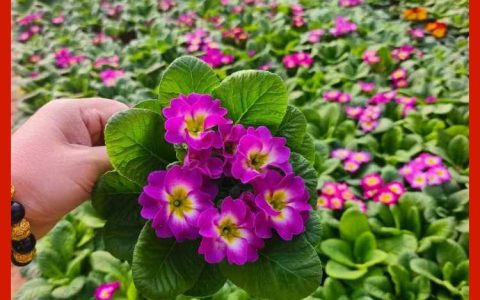 诚品苗圃重瓣报春花 冬季耐寒四季开花带花苞阳台室内盆栽