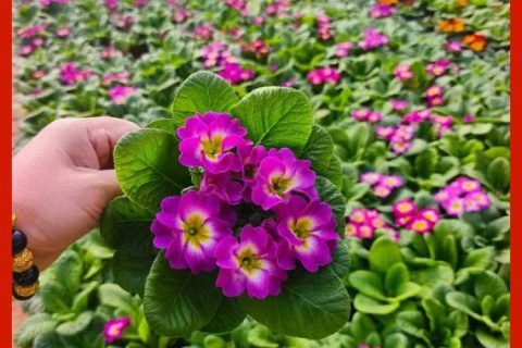 诚品苗圃重瓣报春花 冬季耐寒四季开花带花苞阳台室内盆栽