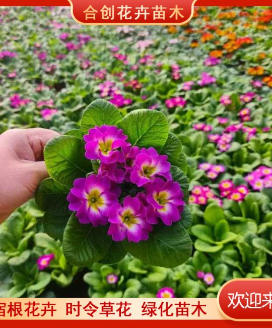 诚品苗圃重瓣报春花 冬季耐寒四季开花带花苞阳台室内盆栽