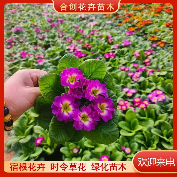 诚品苗圃重瓣报春花 冬季耐寒四季开花带花苞阳台室内盆栽