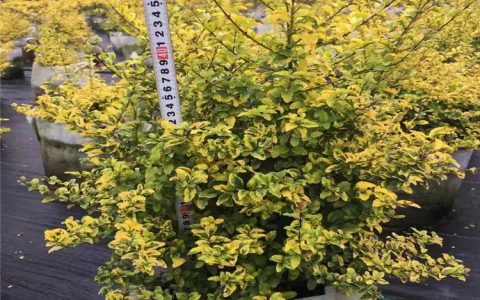 亮金女贞球 3cm地径 黄色常色叶 园林绿化应用首选