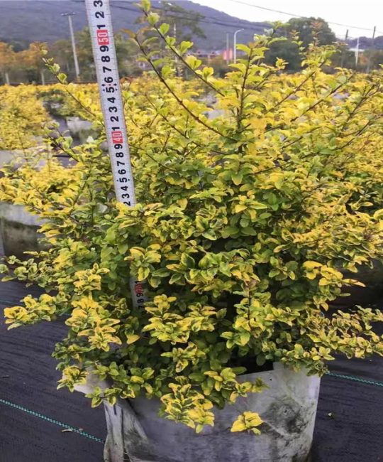 亮金女贞球 3cm地径 黄色常色叶 园林绿化应用首选