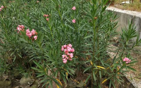 粉花夹竹桃 2cm地径3年苗 露地观赏地被