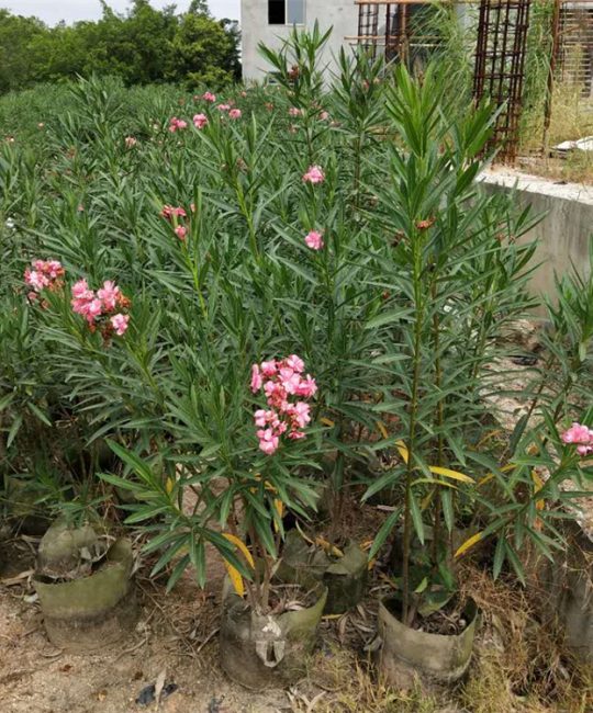 粉花夹竹桃 2cm地径3年苗 露地观赏地被