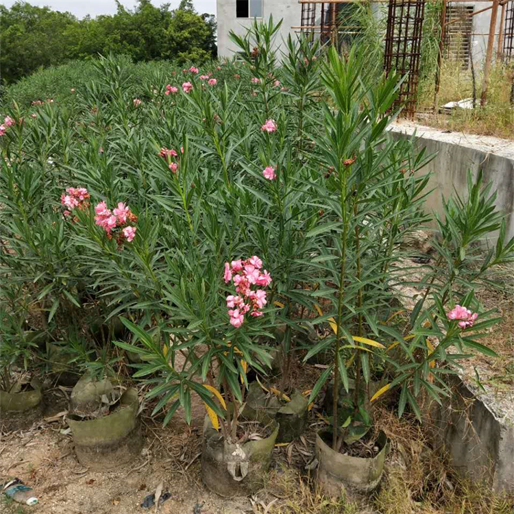 粉花夹竹桃 2cm地径3年苗 露地观赏地被