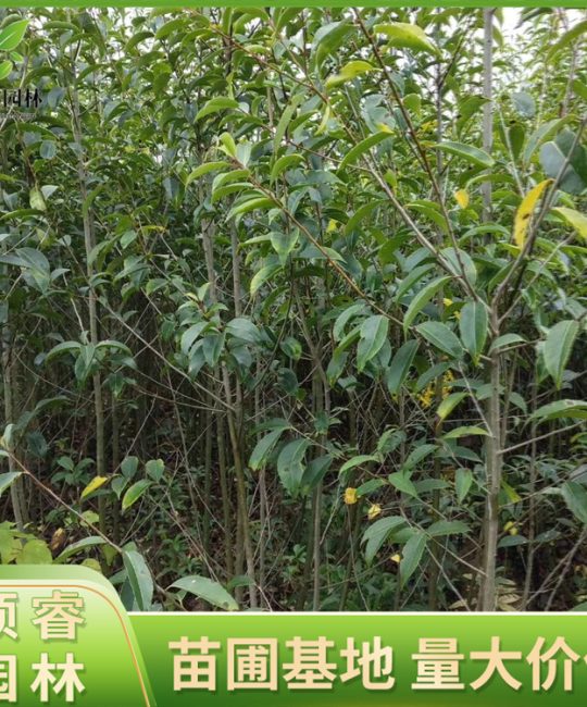 进口红果冬青 2m株高常绿观形精品树 庭院行道绿化苗木