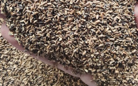 菊苣种子 0.5kg装 诚品苗圃牛羊家禽专用四季牧草