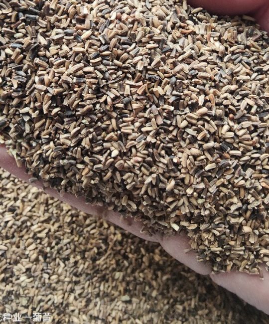 菊苣种子 0.5kg装 诚品苗圃牛羊家禽专用四季牧草
