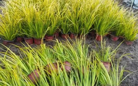 金叶石菖蒲 2年生水生地被植物，水体绿化与花镜置景优选