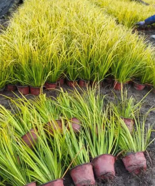 金叶石菖蒲 2年生水生地被植物，水体绿化与花镜置景优选