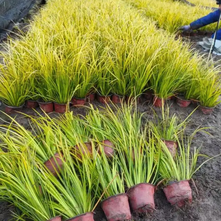 金叶石菖蒲 2年生水生地被植物，水体绿化与花镜置景优选
