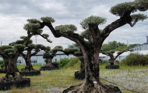 诚品苗圃精品油橄榄树 5年树龄地径30cm 常绿庭院行道风景树