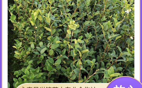 基地直供 多年生高产嫁接茶籽油苗 根系发达果大皮薄出油高