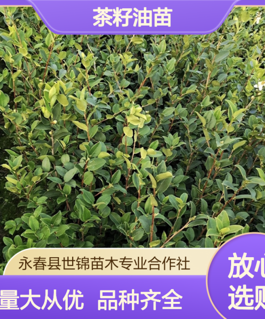 基地直供 多年生高产嫁接茶籽油苗 根系发达果大皮薄出油高