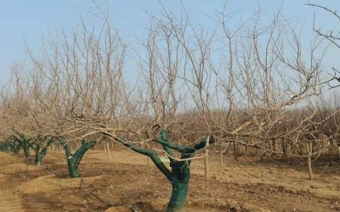 诚品苗圃基地直供突尼斯软籽石榴苗，产果专用嫁接造型树