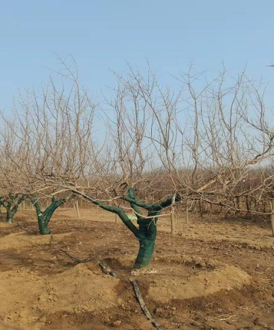 诚品苗圃基地直供突尼斯软籽石榴苗，产果专用嫁接造型树