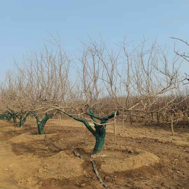 诚品苗圃基地直供突尼斯软籽石榴苗，产果专用嫁接造型树