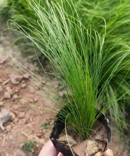 墨西哥羽毛草 细茎针茅 冷季型绿化观赏草 根系好易成活 露天栽培