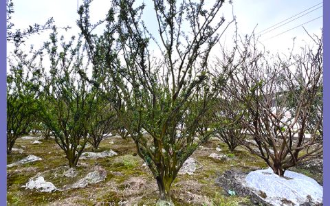 丛生香橼 10cm地径 4.8米高 常绿观果风景树