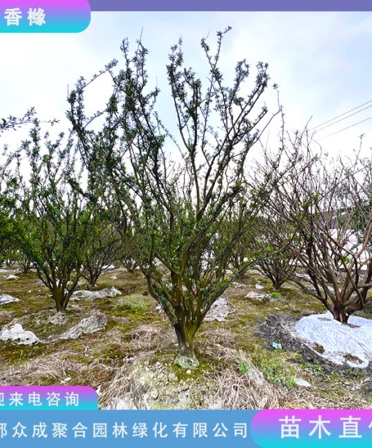丛生香橼 10cm地径 4.8米高 常绿观果风景树
