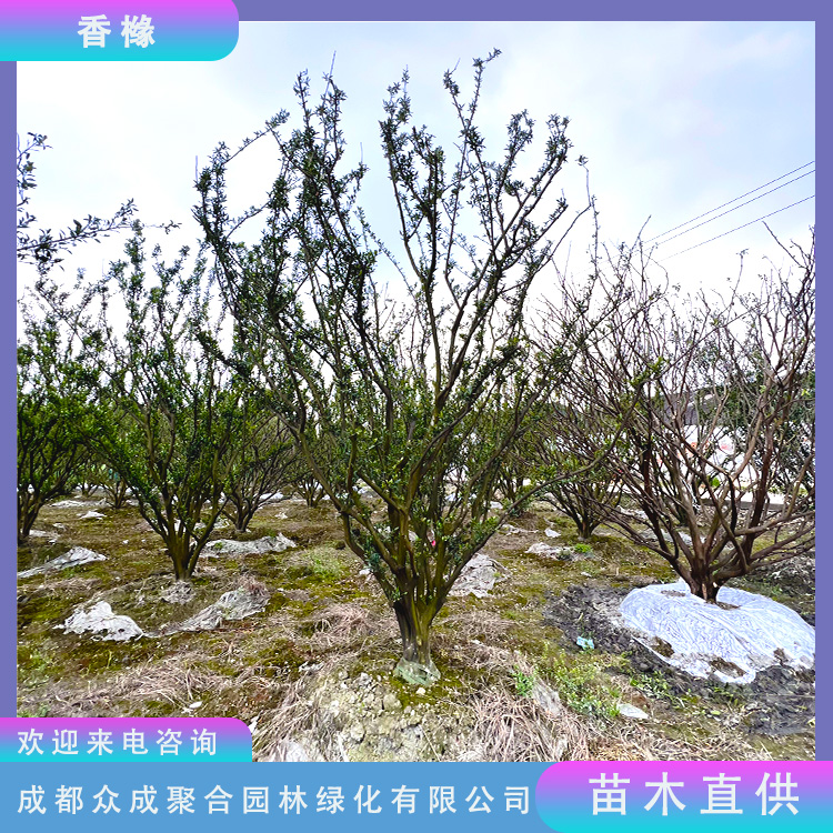 丛生香橼 10cm地径 4.8米高 常绿观果风景树