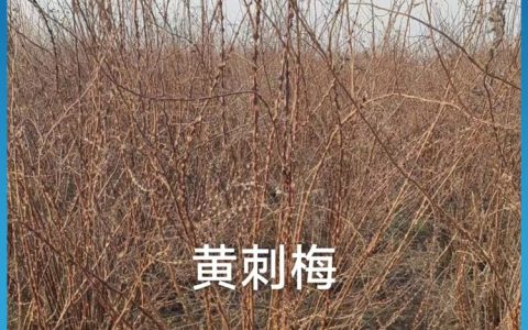 黄刺梅 3年树龄地径0.54 落叶灌木 公园小区花境点缀
