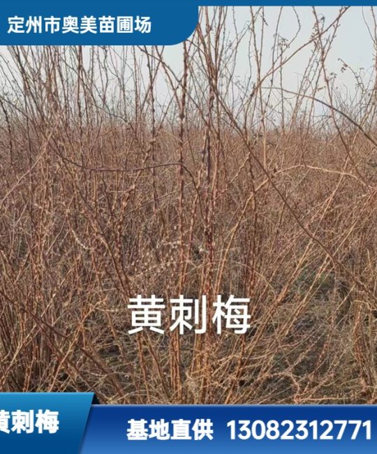 黄刺梅 3年树龄地径0.54 落叶灌木 公园小区花境点缀