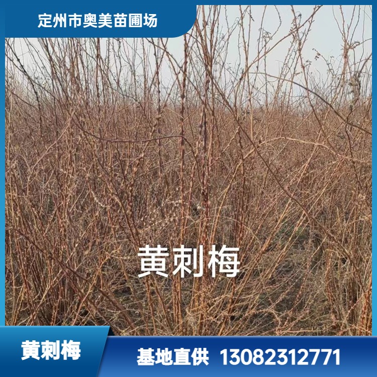黄刺梅 3年树龄地径0.54 落叶灌木 公园小区花境点缀